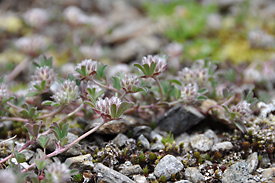 Trifolium saxatile